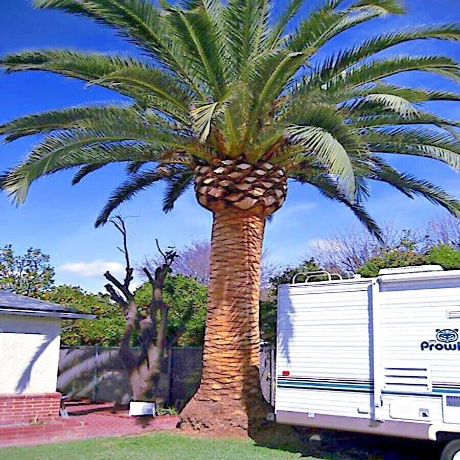 Semillas Frescas - 10 Semillas Canarias Palmera Datilera (Phoenix Canariensis) Planta Frutal