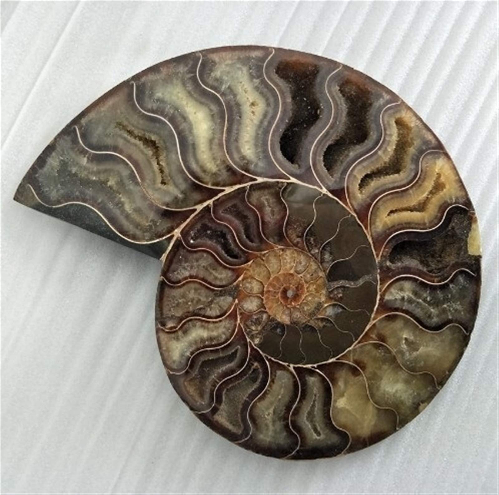 Fossiles de Grande Taille Ammonite Iridescent Stones Naturelles et Minéraux Specimen Accueil Décoration