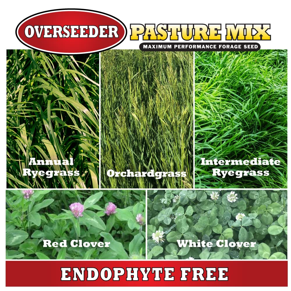Mountain View Seeds 100373 Pasture Overseeder Grass Seed, 25-Pound