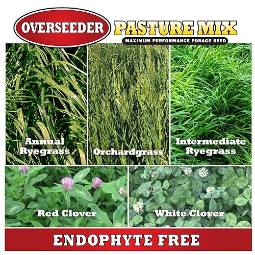 Miniatura 4 de Mountain View Seeds 100371 - Semilla de hierba mixta de caballo, 25 libras