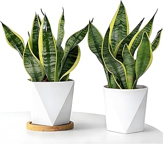 Snake Plant Decorative Potted Plant, Small Indoor Tabletop Greenery, Eas...