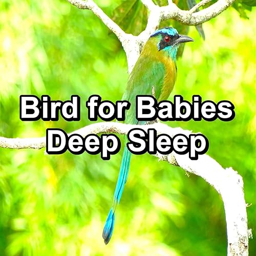 Bird for Babies Deep Sleep von Calming Bird Sounds & Sounds and Birds