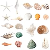 Wanwanzi 20PCS Large Sea Shells - Mixed Beach Seashells Conch and Starfish for Beach Party, Table Scatters, Home Decor, DIY Crafts, Bathroom, Fish Tank Decorations