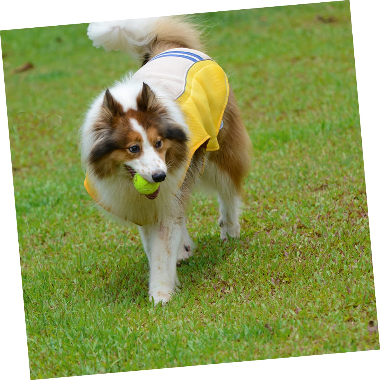 Gilet D'été Confortable et Rafraîchissant pour Animaux de Compagnie en Polyester Jaune Promenades Estivales Port Quotidien des Chiens