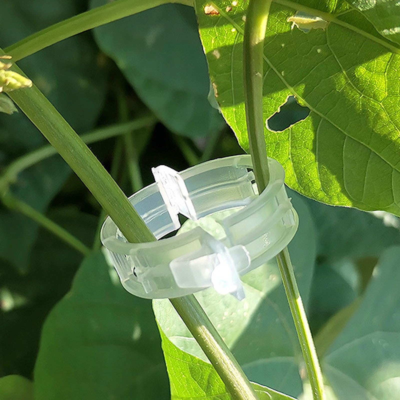 100Pcs Clip per Piante Autoadesivi, Mollette di Supporto Autoadesivi per Piante