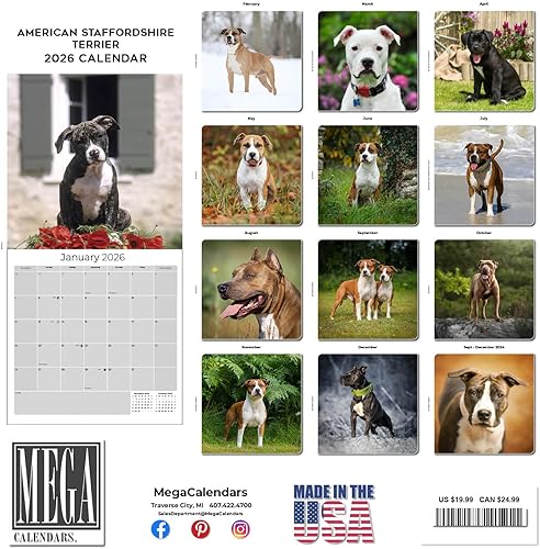 Miniatura 3 de Calendario 2025 2026 de American Staffordshire Terrier  Calendario mensual de pared de raza de perro  12" x 24" abierto  Papel grueso sin sangrado
