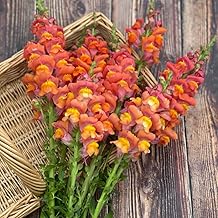 Antirrhinum majus 'Potomac Dark Orange' F1 - Stunning Deep Orange Snapdragon Seeds for Tall Stems and Cut Flowers - Annual Flower Seeds - 1 Packet (20 Seeds) by Thompson and Morgan