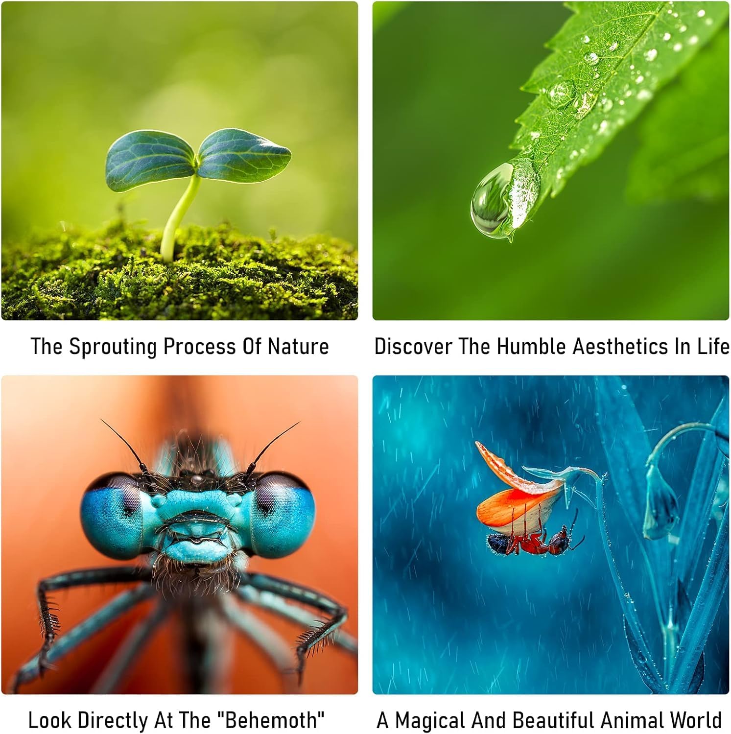 Diagram showing compatibility with Canon EOS mount cameras and Canon EF/EF-S mount lenses.