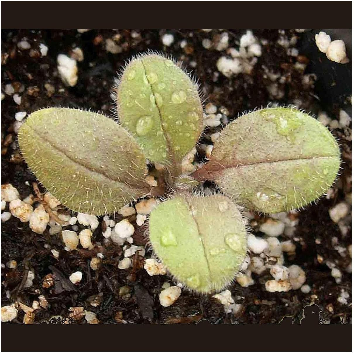 Everwilde Farms - 1/4 Lb Forget-Me-Not Wildflower Seeds - Gold Vault