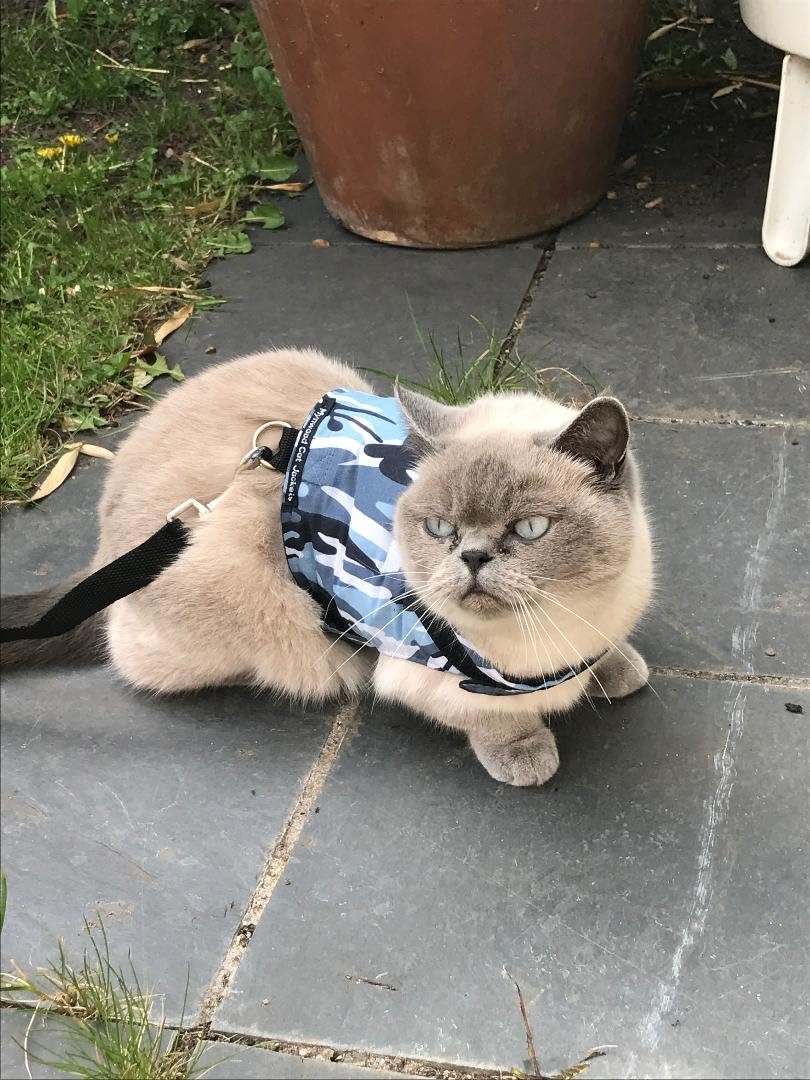 Mynwood Cat Jacket/Harness Blue Combat Adult Cat
