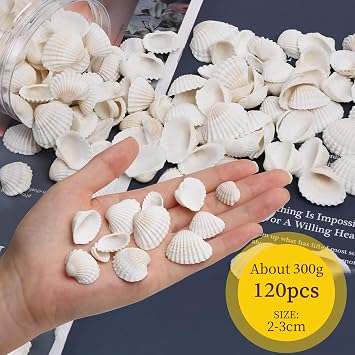 SKOOLOVE120 PCS Sea Shells 2-3 CM White Small Seashells for Crafting