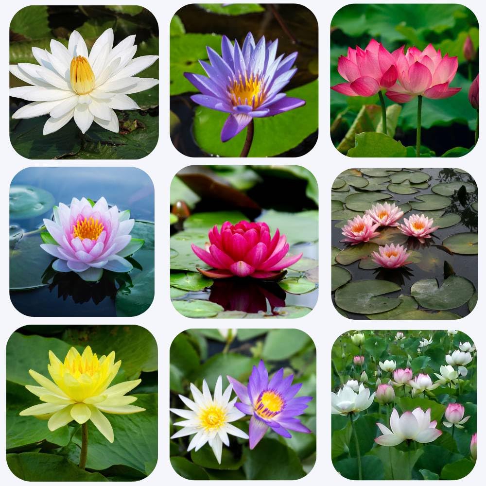 JIGNISHA SEEDS Lotus Dwarf Mix High Germination Flower Seeds for Home Garden Pack of 15 (B0CPBL7ZMS) Amazon Price History, Amazon Price Tracker