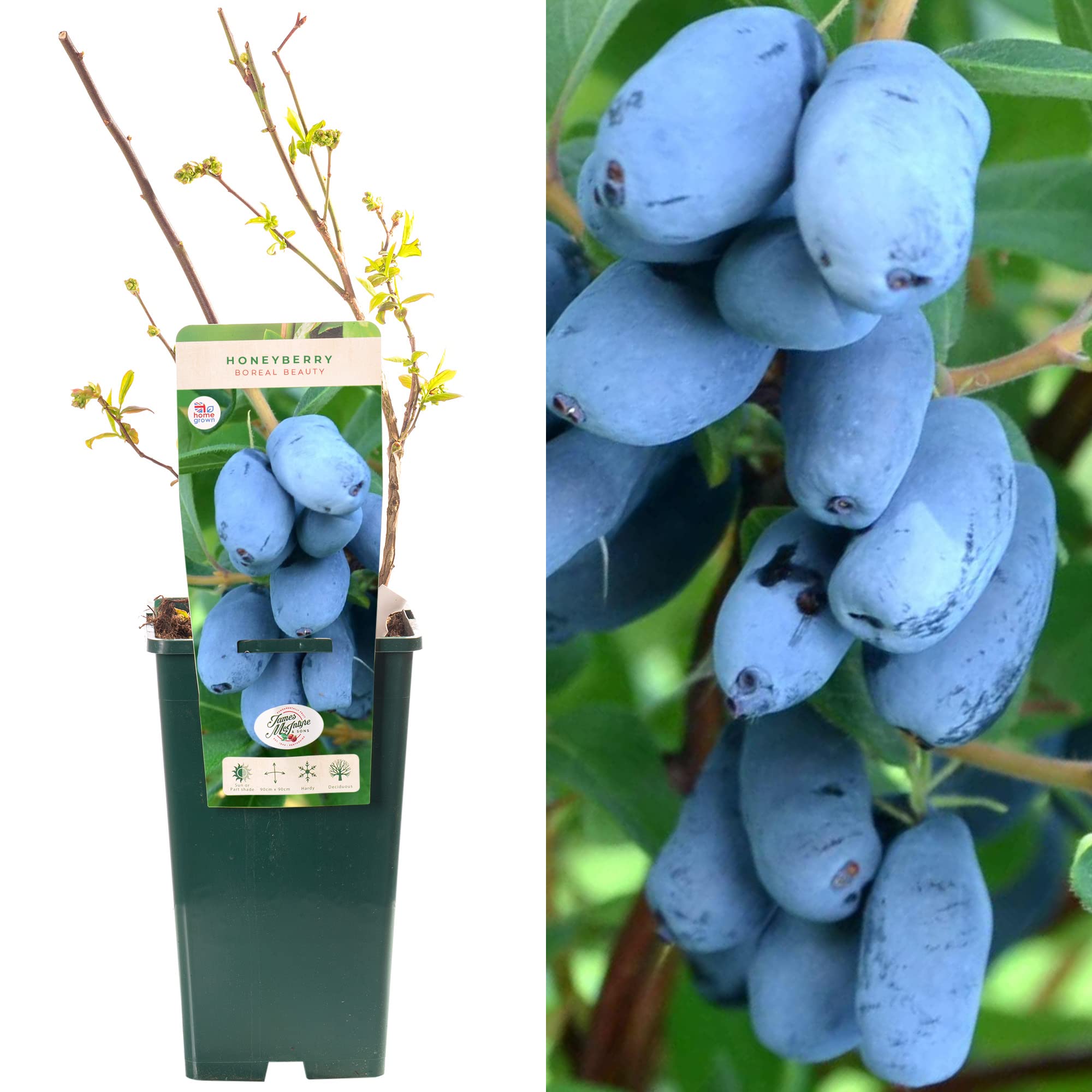 Honeyberry Boreal Beauty | Sweet Berries Fruit Plant Shrub | 30-50cm Potted