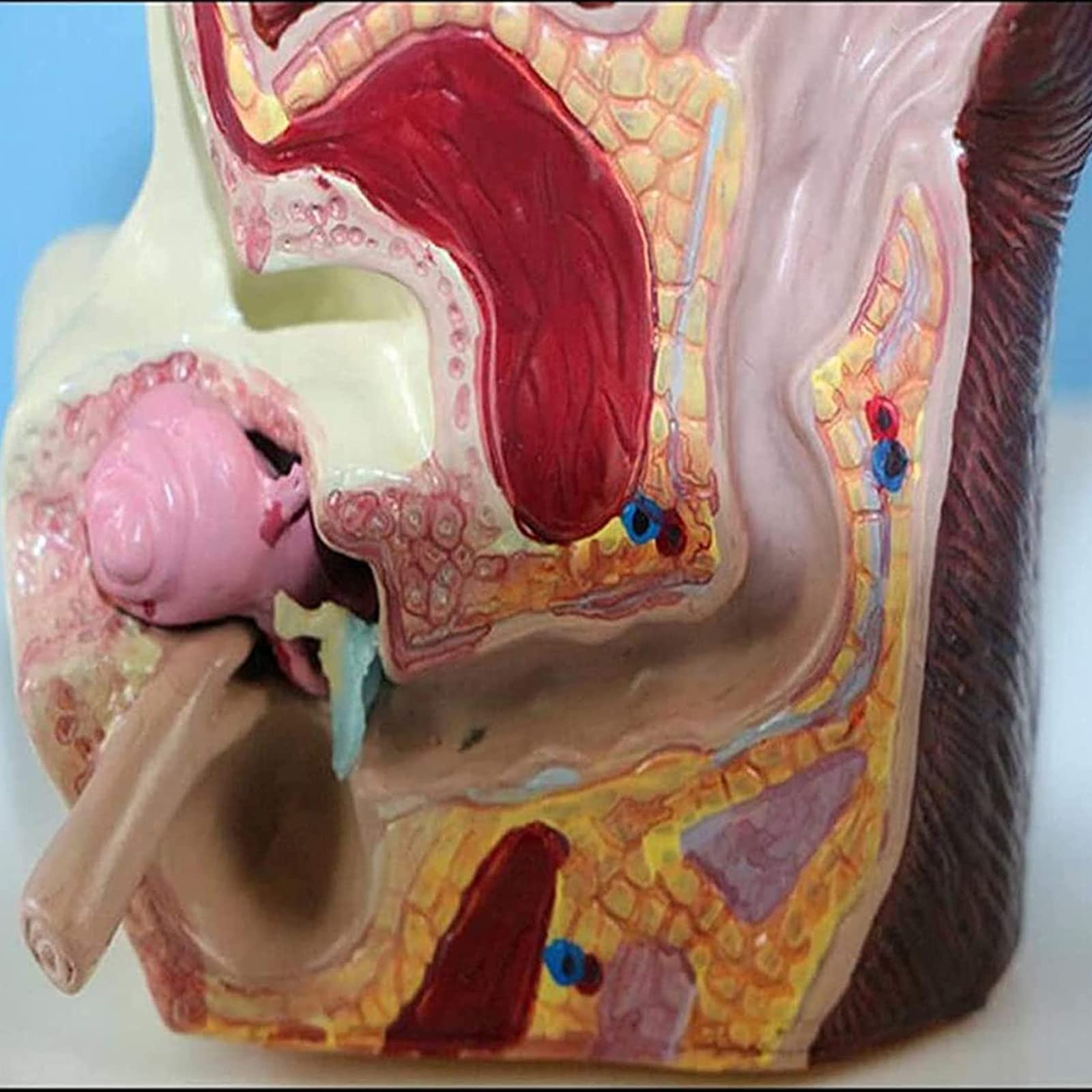 Model anatomiczny psa psa ucha biologia organów zwierząt pomoc edukacyjna i materiały edukacyjne dla studentów medycyny i nauki