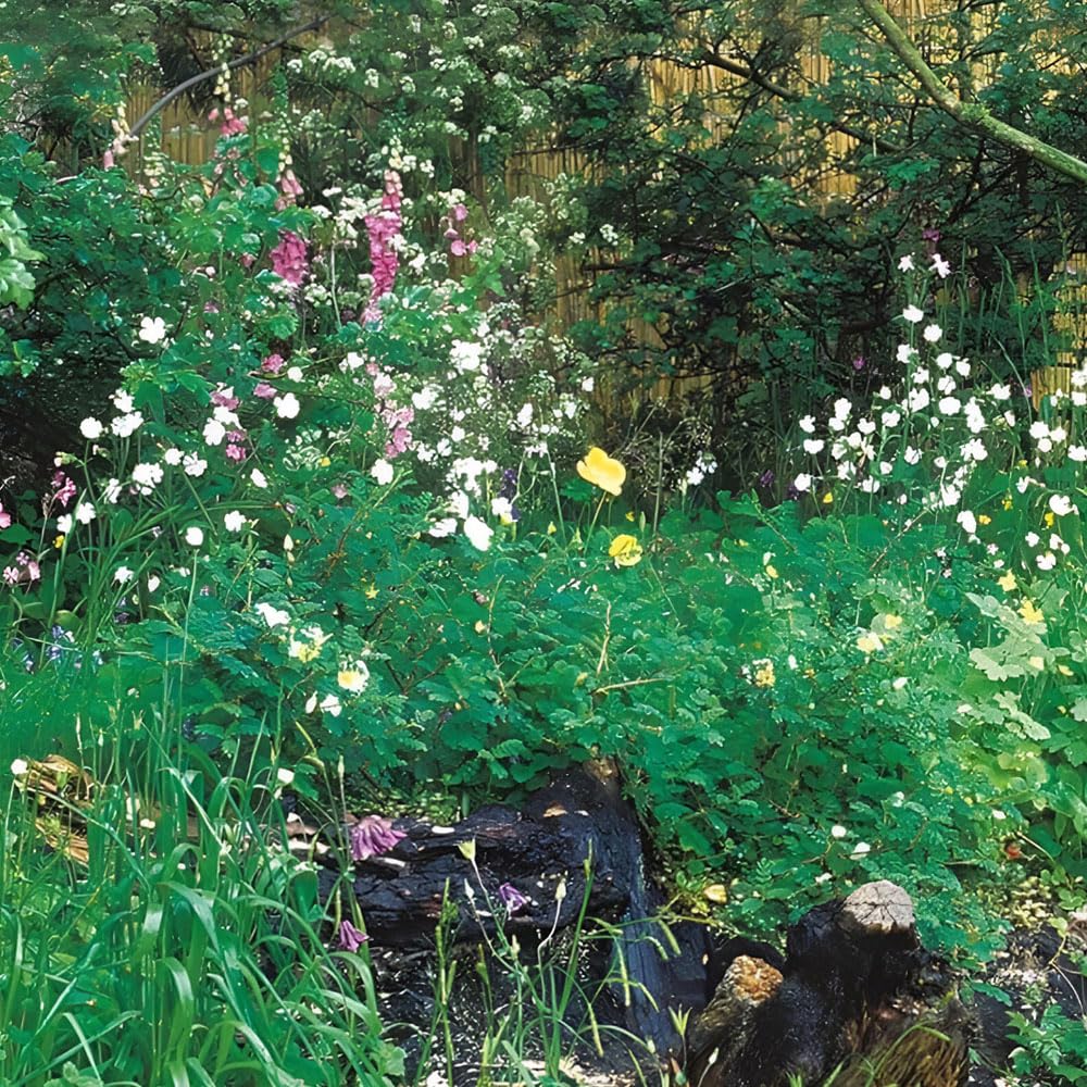 Hedgerow & Verges Mixture Wildflower Seeds – Colourful Blooms – RHS Plants for Pollinators – Hardy Annuals & Perennials – for Your Beautiful Garden