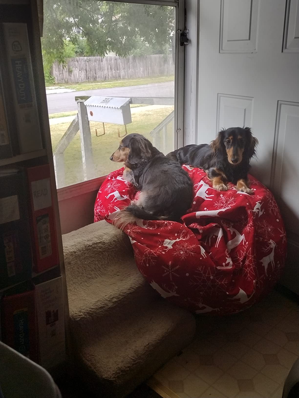 8/mo Finance Nobildonna Bean Bag Chair Cover (No Filler) for Kids and Adults. Extra Large