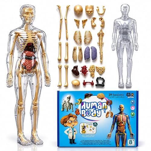 NHR Interactive Human Body Model for Kids 5-12 Years | 29 Pieces Anatomy Kit with Dynamic Body Parts | Birthday Gift | STEM Educational Learning Science Toys & Kits for 5,6,7,8,9,10,11,12 Years