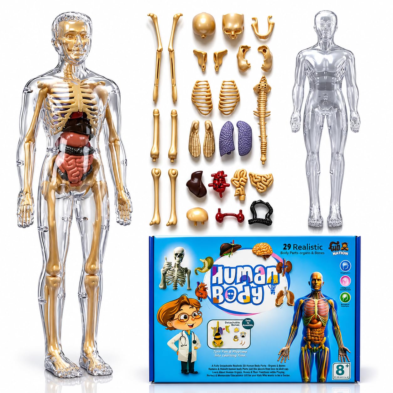 NHR Human Body Model for Kids I Fully Transparent Body I 29 Piece Anatomy Figure 3D Anatomy Kit – Removable Organs I Bones STEM Toy for Ages 6+-image-8