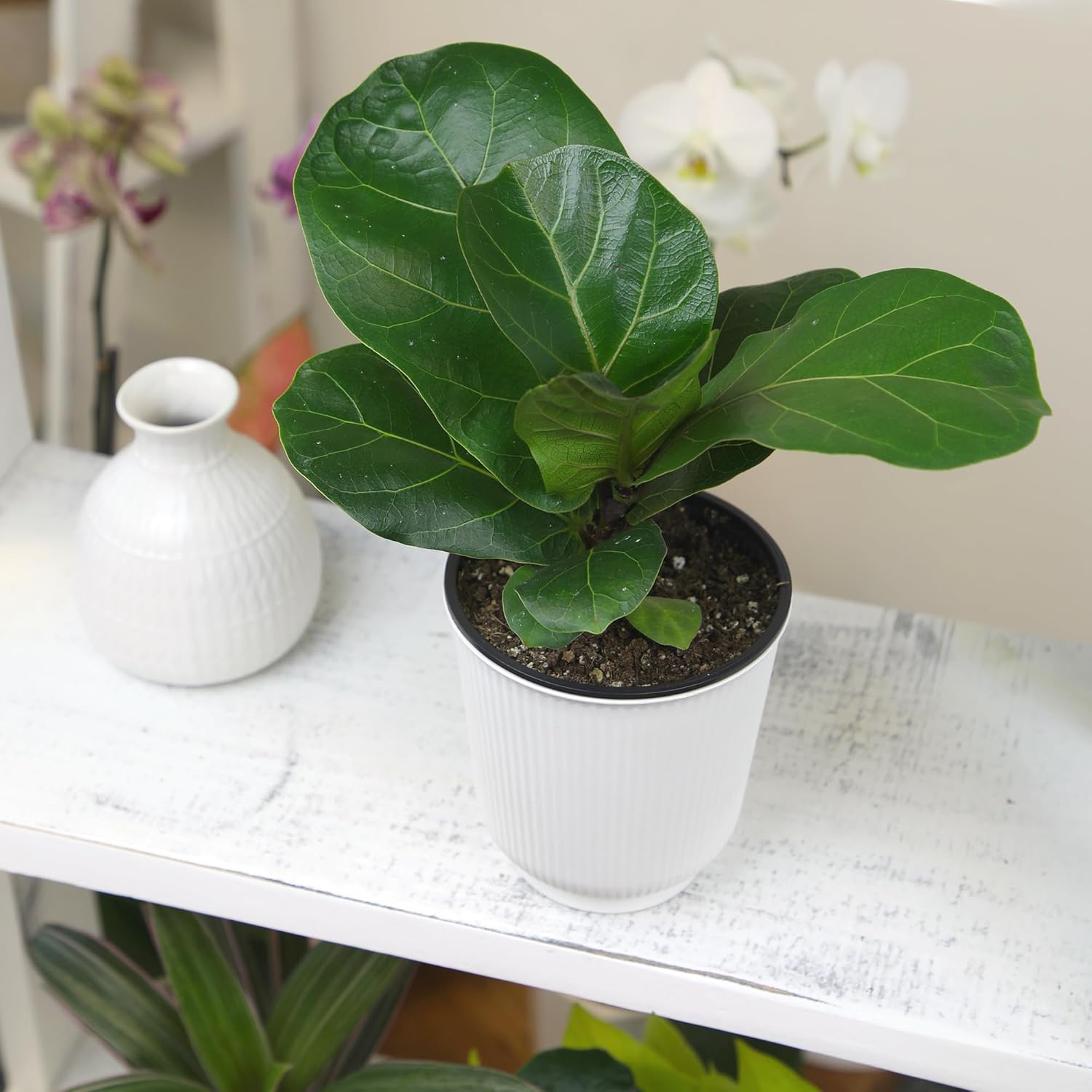 Altman Plants Fiddle Leaf Fig Ficus Tree Live Plant Decor, Real House Plant with 4 Inch White Plastic Plant Pot, Desk Plant & Office Plant, Grown in Indoor Plant Potting Soil Mix, Easy Plant Gift