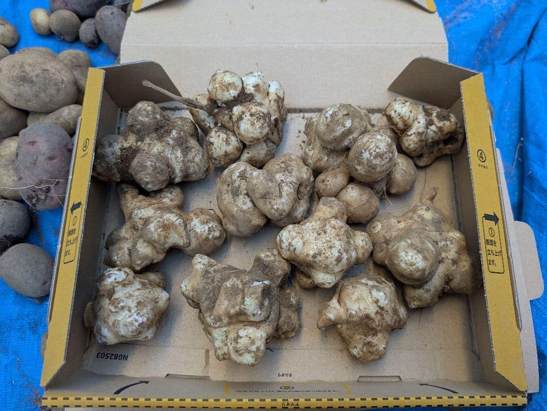 菊芋 キクイモ 少し大きめ