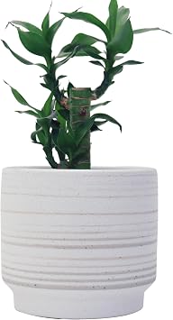 Ceramic Plant Pot 6 Inch with Drainage Hole Mesh Pad in&Outdoor, Modern Plant Pot -Cylinder Round Ceramic Pots Matte Planter Pots for Plants Succulent/Herbs/Violets