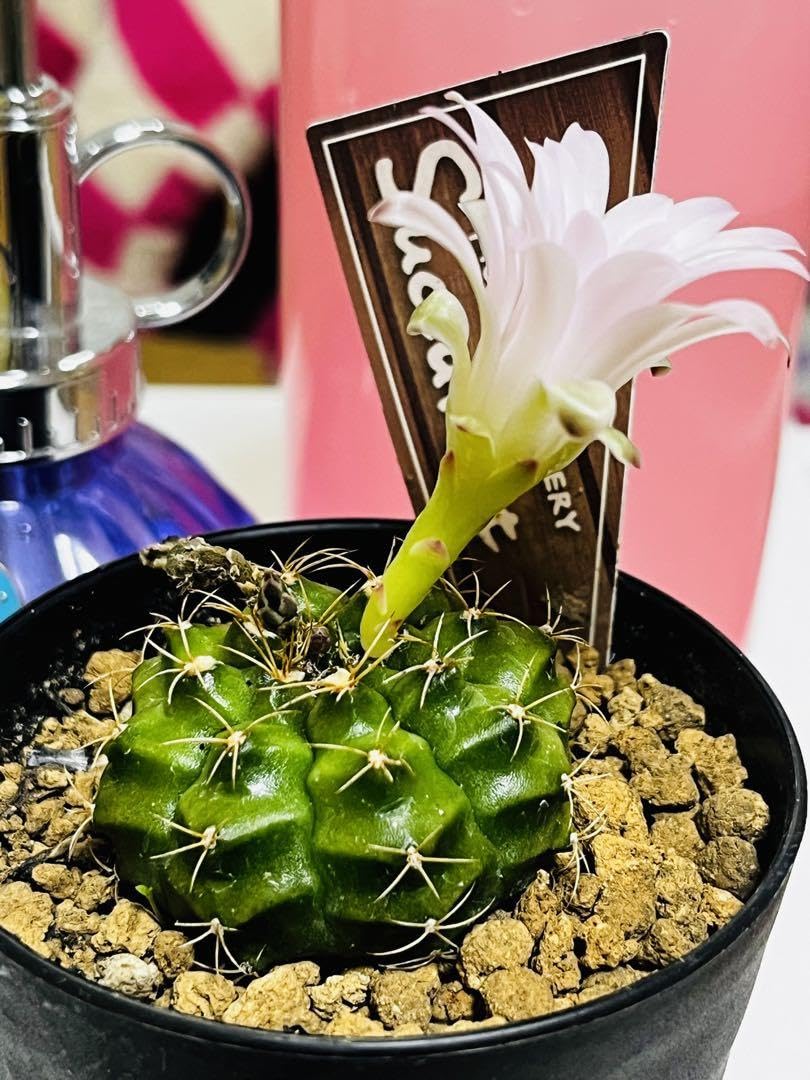 Amazon.co.jp: ギノムカリキウム属 麗蛇丸（れいじゃまる） 丸サボテン