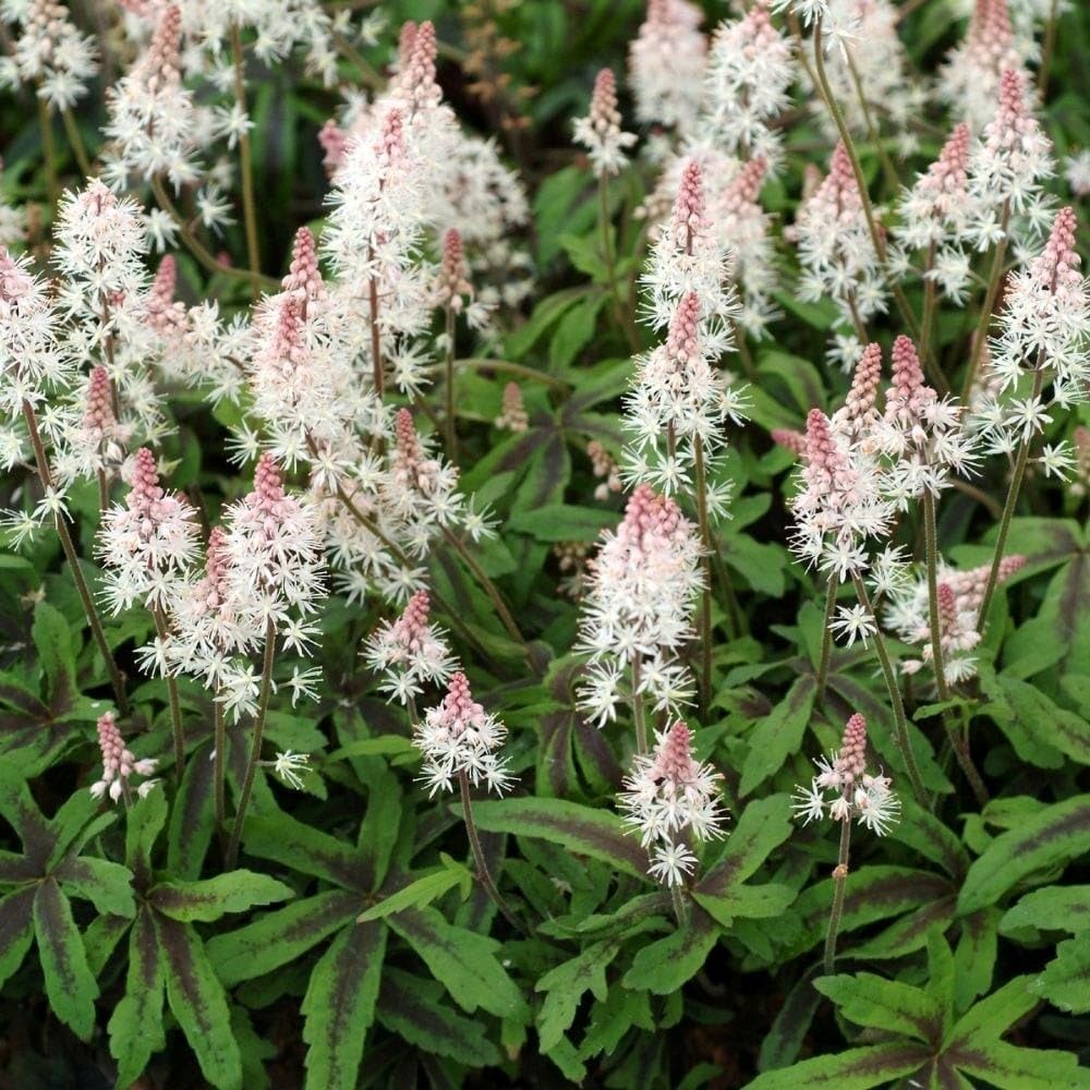 Plant Theory 9cm Pot Tiarella Spring Symphony Foam Flower Perennial