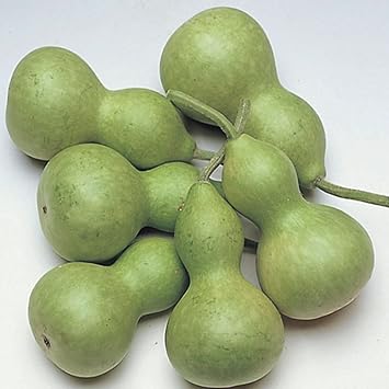 Mountain Valley Seed Co Gourd Seeds, Bottle Miniature 1 Oz 450 Seeds