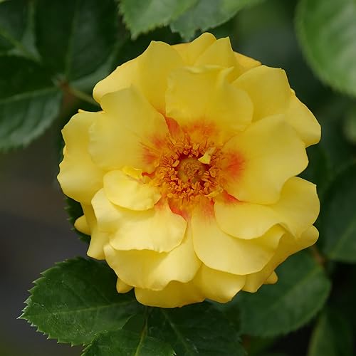 Miniatura 5 de s 2 Gal. Rise Up Ringo Escalando Rosa Arbusto