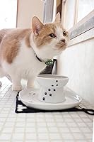 Vista 8 de Necoichi Bandeja de comedor elevada para gatos (blanco, individual)