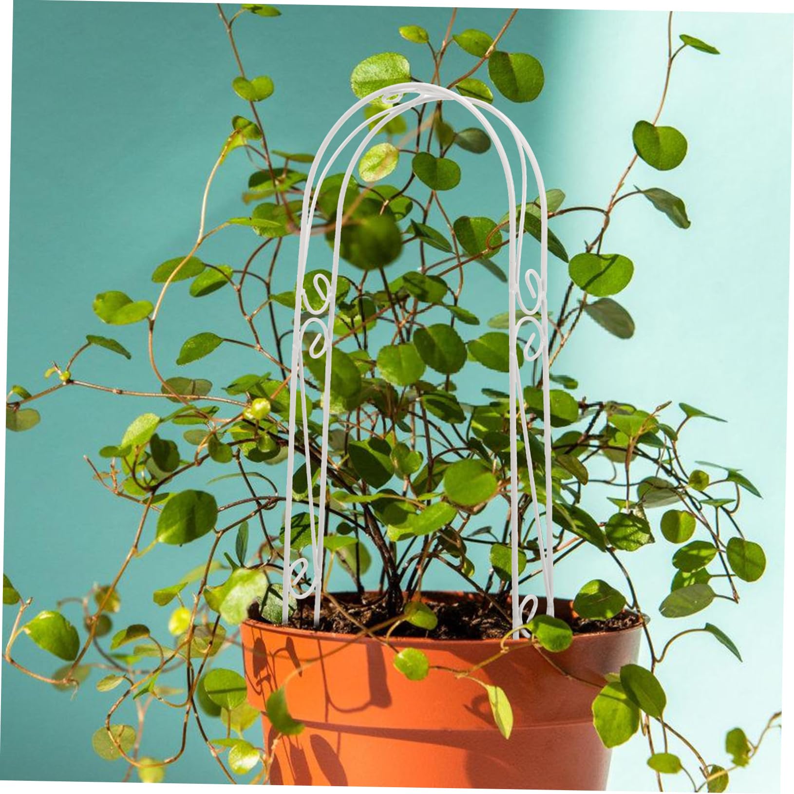 BESPORTBLE 5 Pièces Tuteurs pour Plantes d'intérieur Filets Treillis végétal Accessoire Jardinage Accessoires Jardinage Arche végétale pour Support Plante d'intérieur Poteau de Mousse Pliable