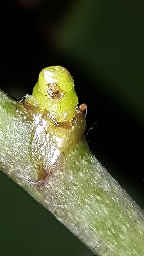 Miniatura 7 de ELIT Orchid CLON+ Pasta de clonación Keiki de citoquinina para el despertar de Burgeon - Potenciador de floración con vitaminas B1 y B6 (0.1 fl oz)