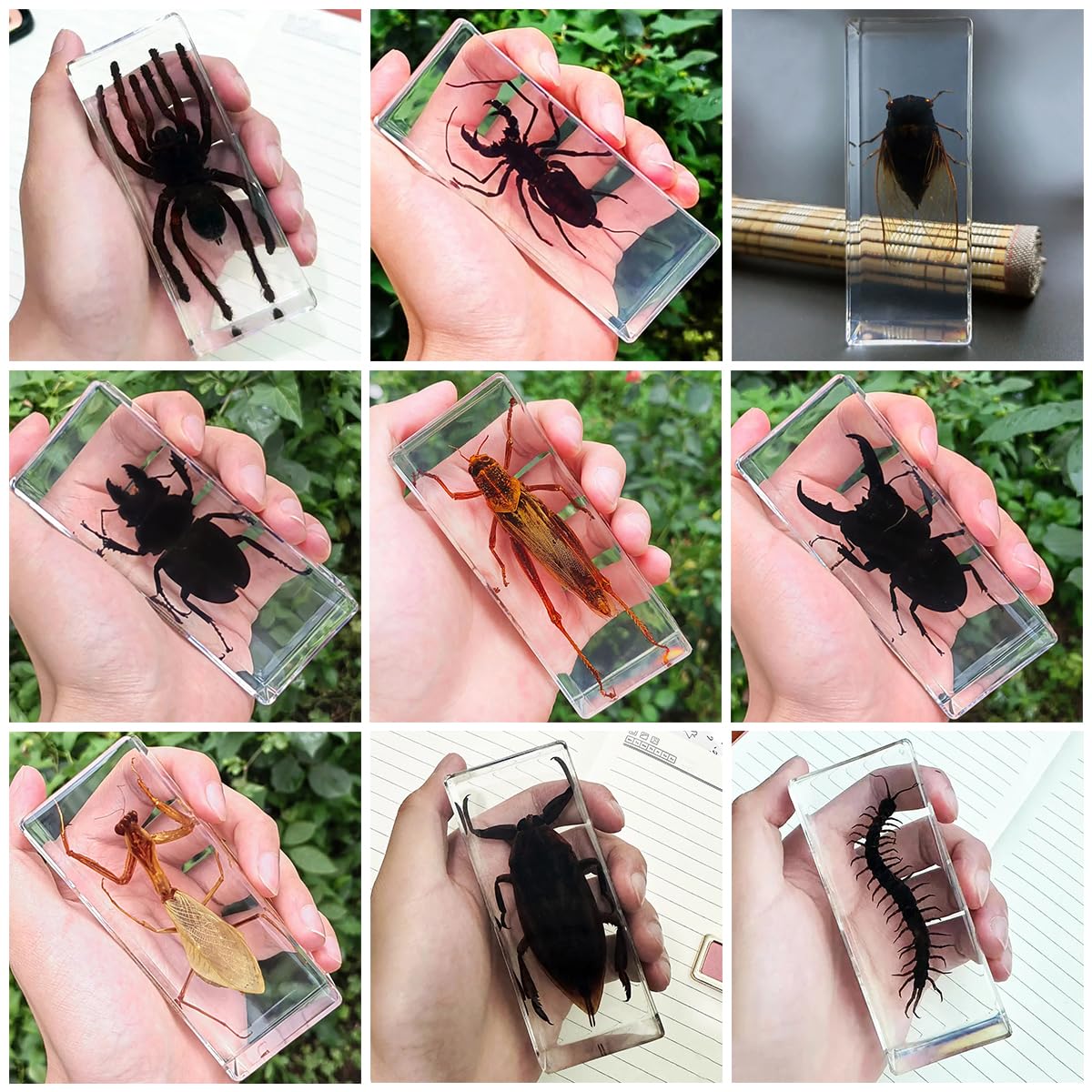 11 x 4,5 x 2,8 cm großes Insekten-Harzexemplar, Tierexemplar Einer Vogelspinne für wissenschaftliche Bildung, Briefbeschwerer, Halloween-Dekoration für den Schreibtisch