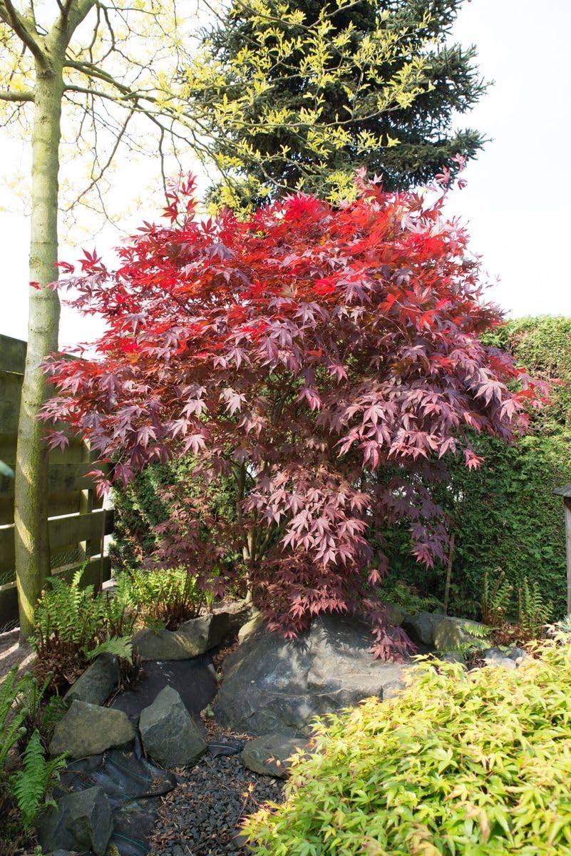Acero rosso giapponese "Acero palmatum Bloodgood" pianta innestata in vaso 2 litri Vivaio di Castelletto