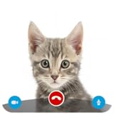 Incoming Call From Cat - Free Fake Simulator Id Pro