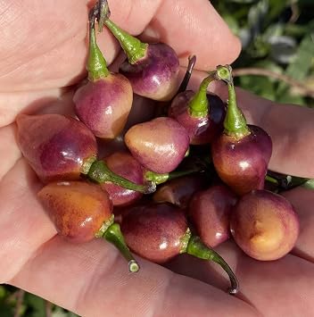 Pink Biquinho Pickling Pepper Premium Seeds for Planting Packet