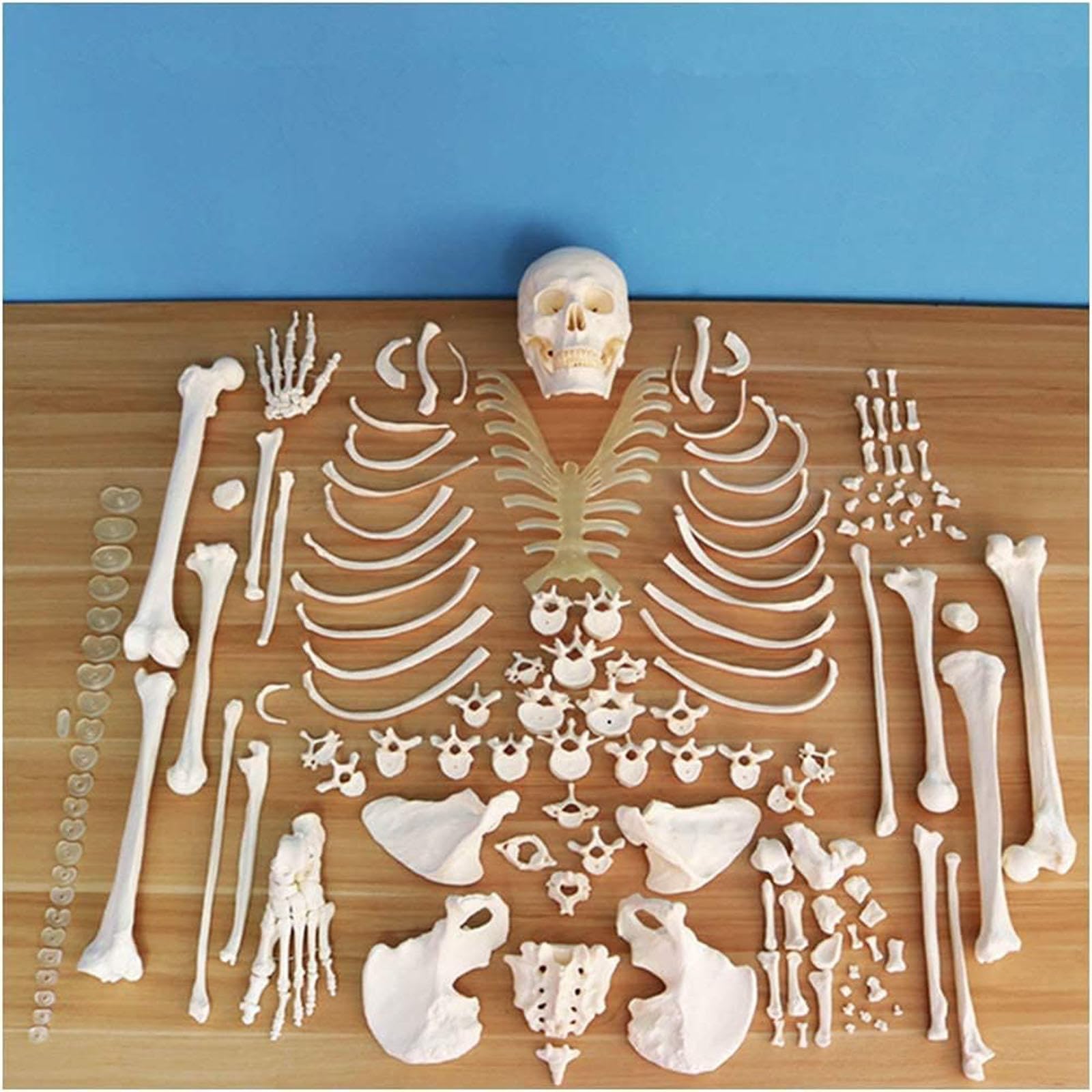 Model ludzkiego szkieletu naturalnej wielkości do anatomii, rozczłonkowane 206 kości z PVC