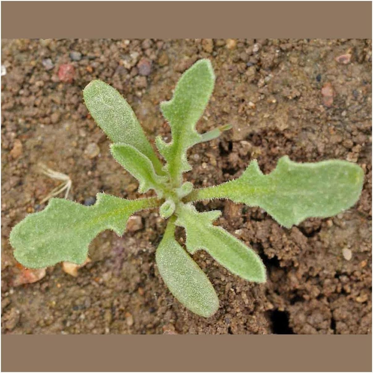 Everwilde Farms - 1 Lb Evening Scented Stock Wildflower Seeds - Gold Vault