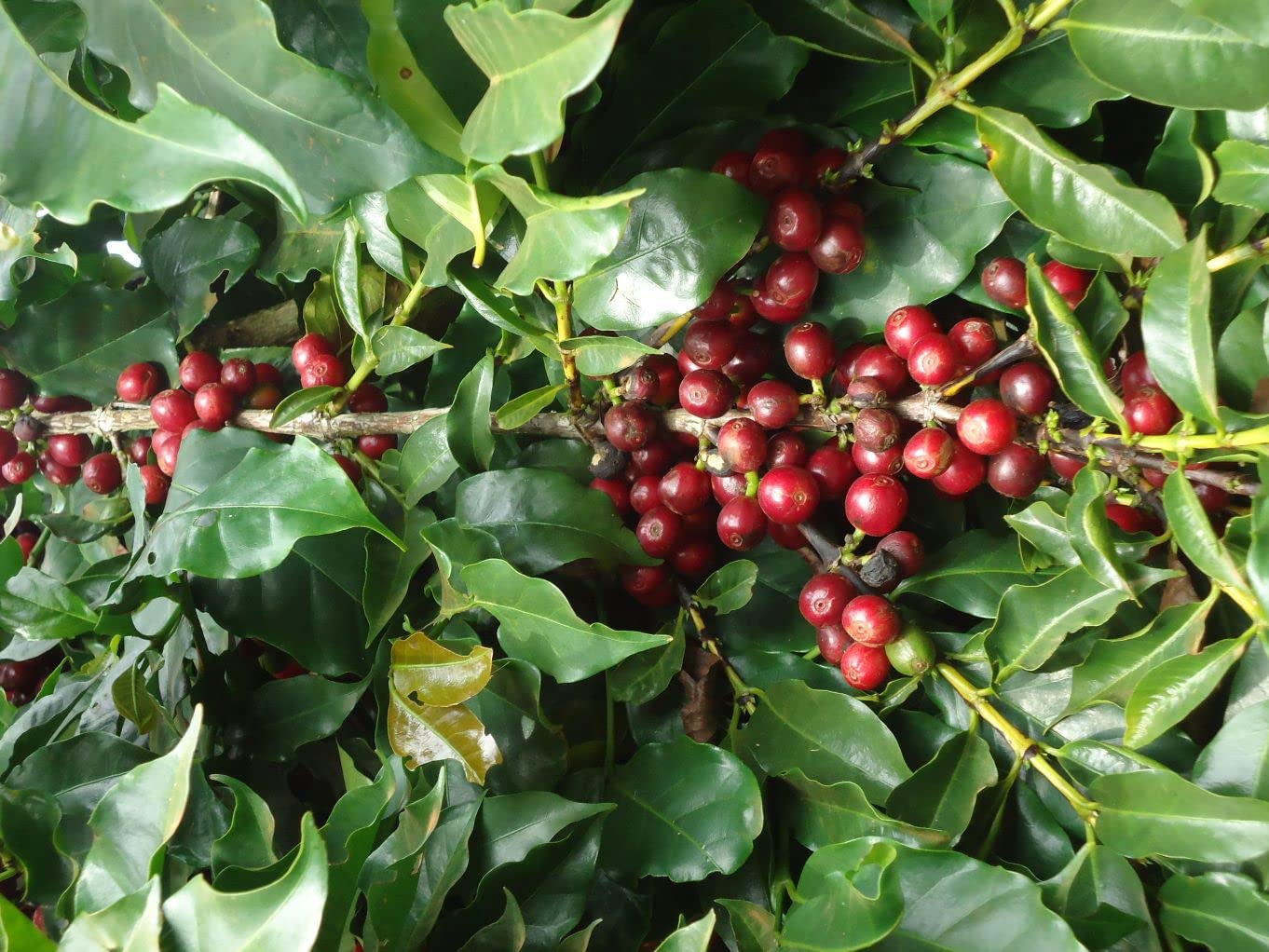 CAFES GUILIS DESDE 1928 AMANTE DEL CAFÉ - ziarna kawy bezkofeinowe Arabica 2 kg