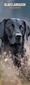 Labrador Black 2026 Slim Calendar