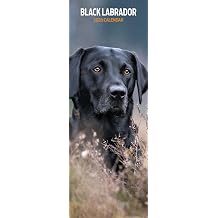 Labrador Black 2026 Slim Calendar