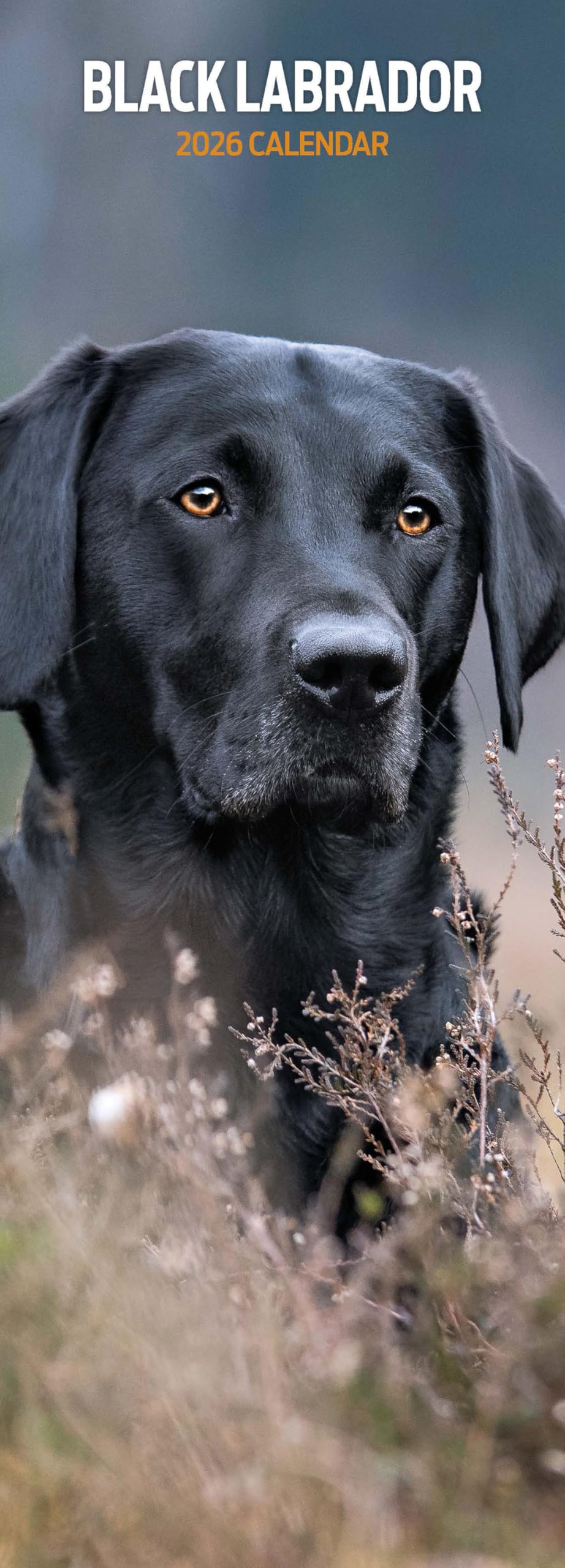 Labrador Black 2026 Slim Calendar