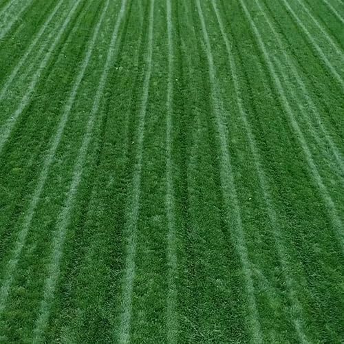 Miniatura 3 de Outsidepride Combat Extreme Turf Type Fescue - Mezcla de semillas de césped para zona de transición, 25 libras