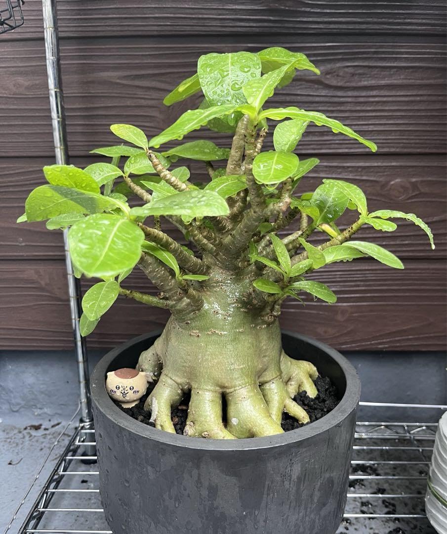 Amazon.co.jp: コレクション株 美樹形 御神木 アデニウム タイソコトラ