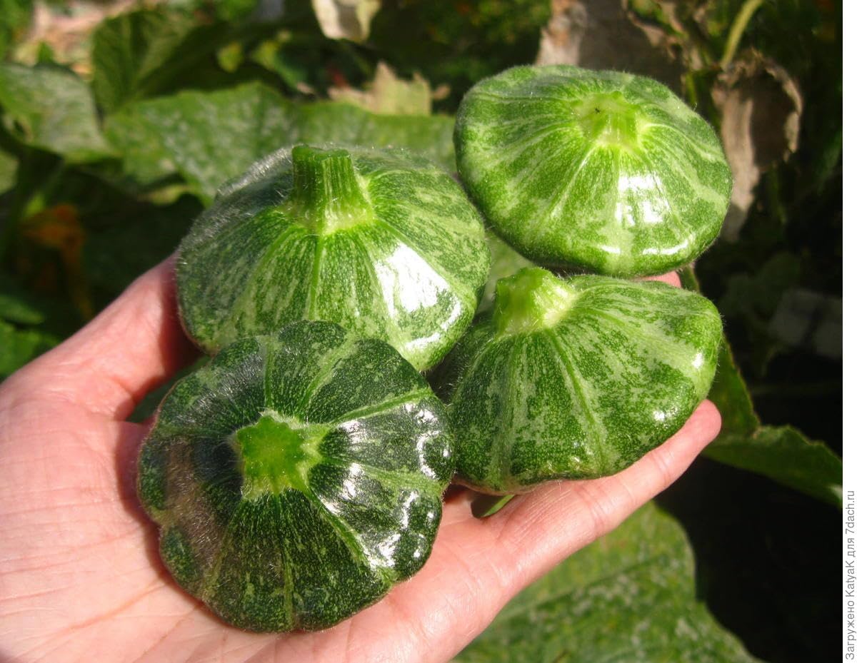 Vegetales