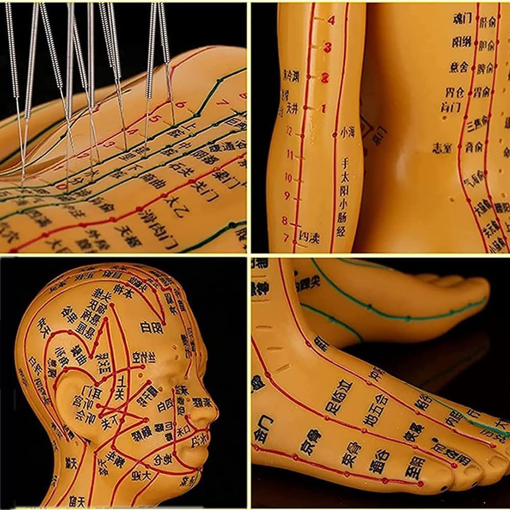 Male Female Human Body Acupuncture Model, 52cm Meridian Point Model Human Body Acupuncture Model for Chinese Medicine Teachin, Soft Vinyl Material, for Acupuncture and Massage,Female