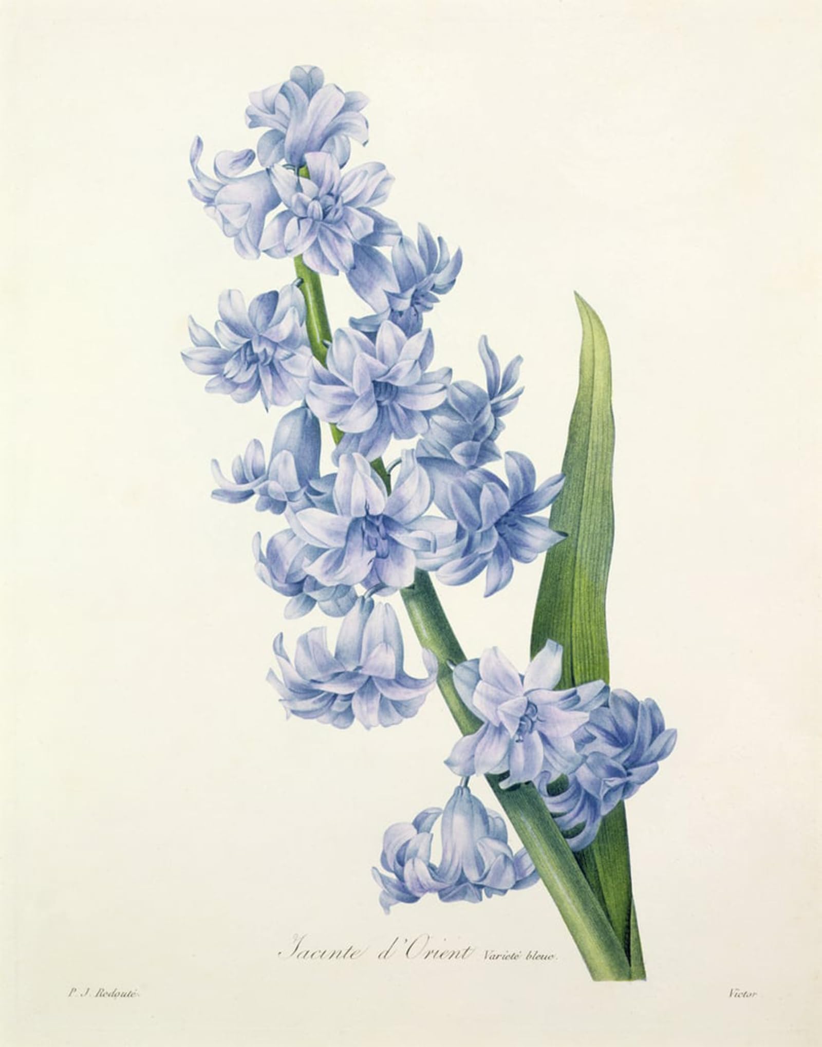 SERENDIPITP Aesthetic Poster Photo Wall Print Retro Picture Hyacinthus orientalis by Pierre Redouté Modern Wall Artwork for Home Decor 60x90cm