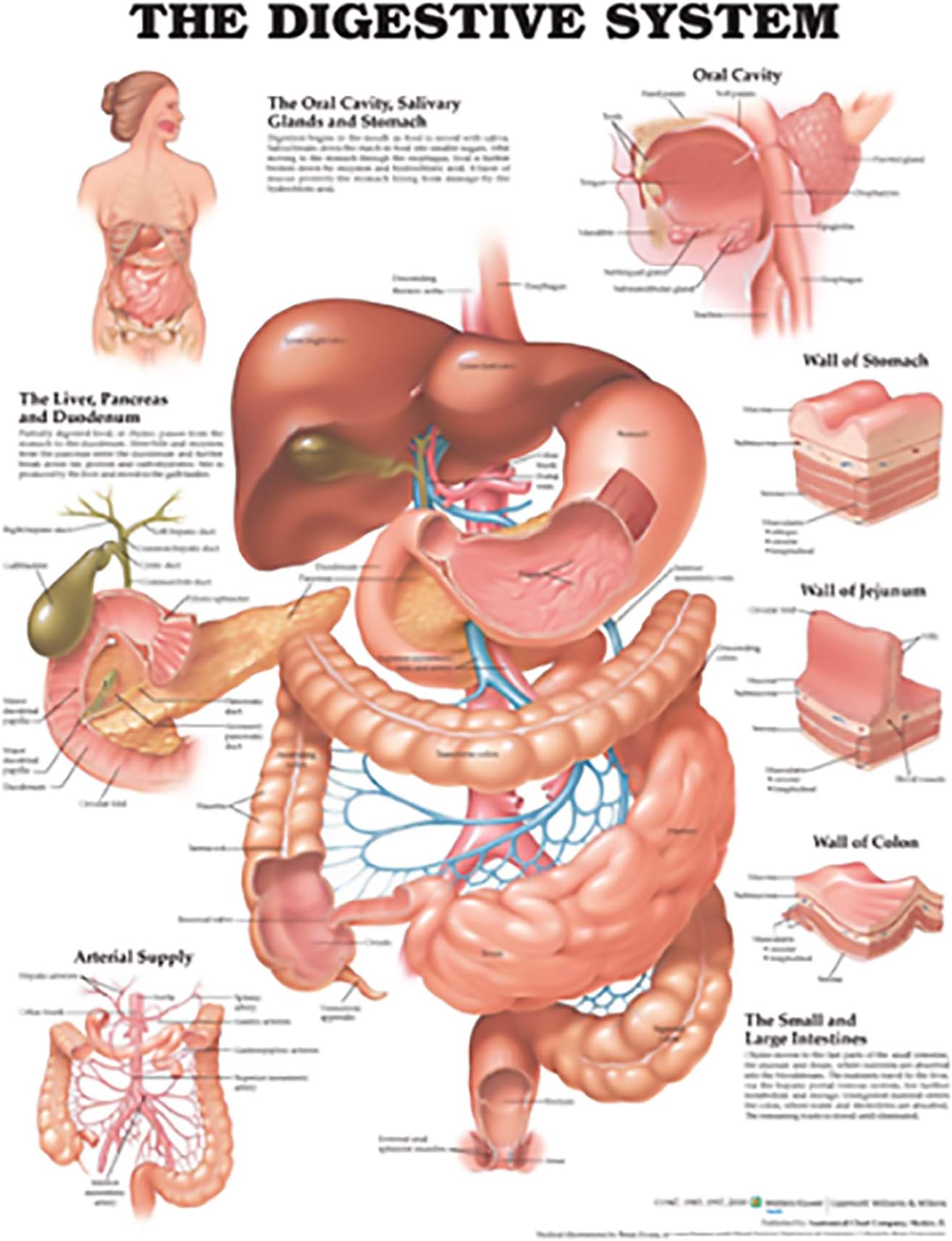 The Digestive System Anatomical Chart