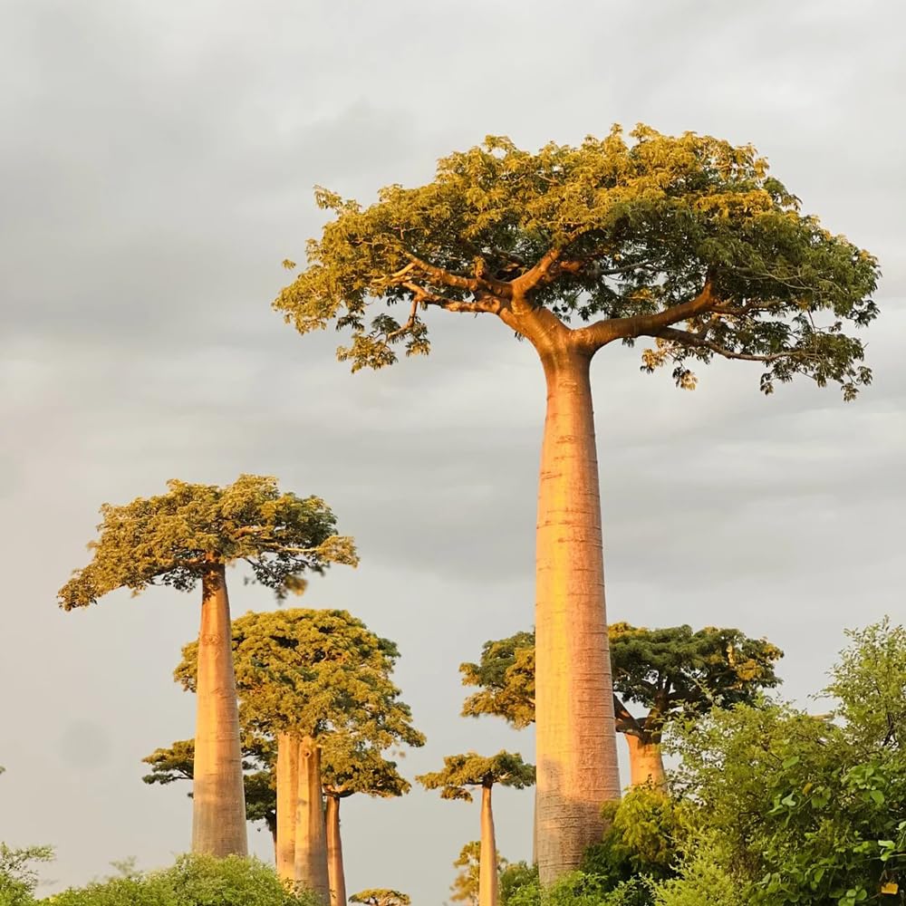 semillas de baobab - baobab - semillas orgánicas variedades antiguas, crecimiento ción exóticas 10pcs