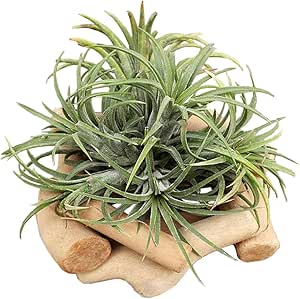 Danmu Wood Air Plant Holder, Air Plant Terrarium, Air Plant Stand, Tillandsia Holder Planter Especially for Tillandsia (Plant is NOT Included)(Style 2)